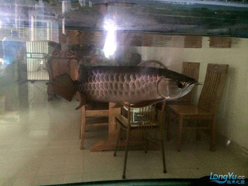 開封觀賞魚市場認識一下我是大寶（開封觀賞魚市場的繁榮景象及其對當地經濟和文化的影響）