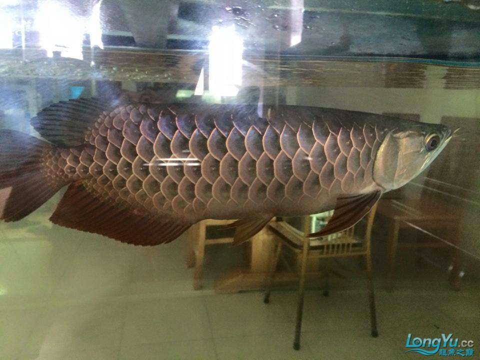 開封觀賞魚市場認識一下我是大寶（開封觀賞魚市場的繁榮景象及其對當地經濟和文化的影響）