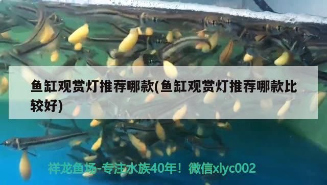 魚缸觀賞燈推薦哪款(魚缸觀賞燈推薦哪款比較好)（熱帶魚缸觀賞燈推薦哪款魚缸觀賞燈推薦哪款比較好）