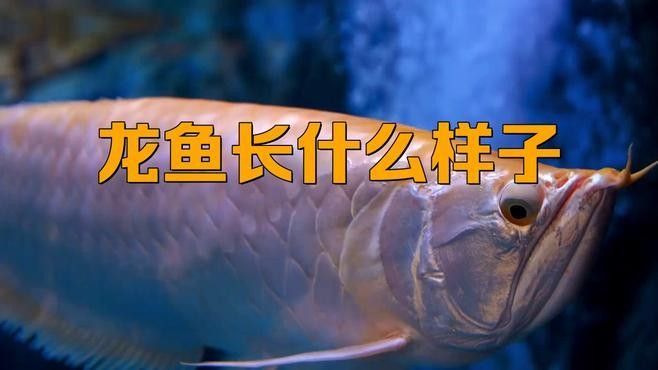 青浦哪個水族館龍魚好？祥龍魚場龍魚（上海海洋水族館春節(jié)展示最具“龍氣”的魚上觀新聞）