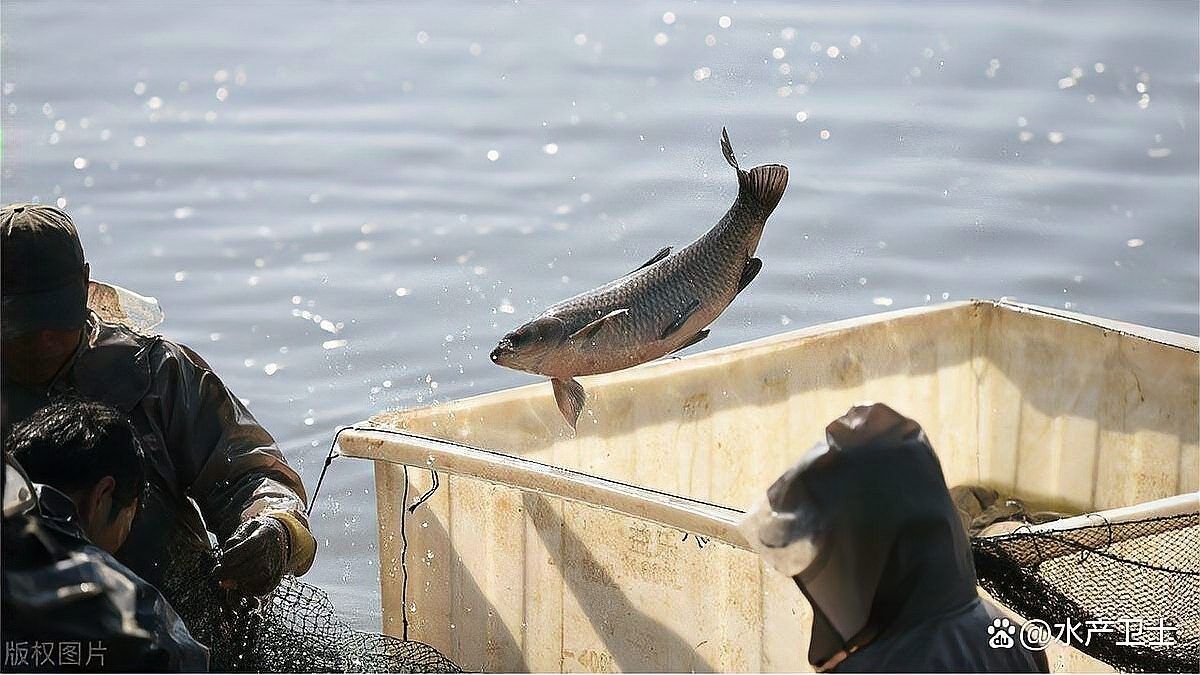 龍魚驅蟲有哪些注意事項（給龍魚驅蟲的有效方法和注意事項是什么）