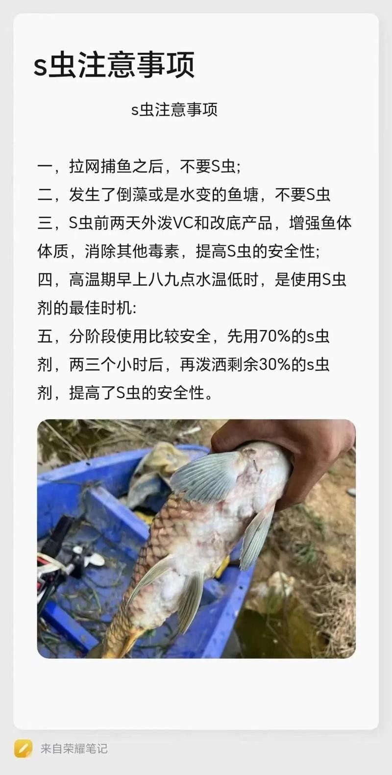 龍魚驅蟲有哪些注意事項（給龍魚驅蟲的有效方法和注意事項是什么）