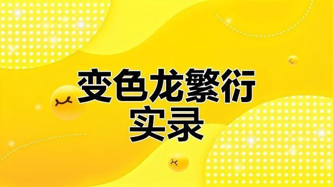 火焰變色龍魚繁殖需要哪些設備？（變色龍的繁殖全過程，小生命誕生太可愛了）