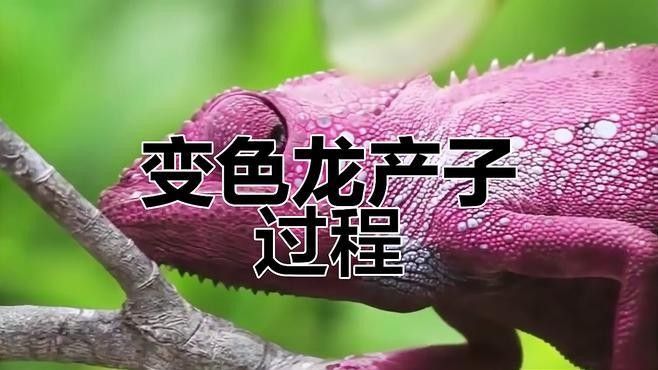 火焰變色龍魚繁殖需要哪些設備？（變色龍的繁殖全過程，小生命誕生太可愛了）