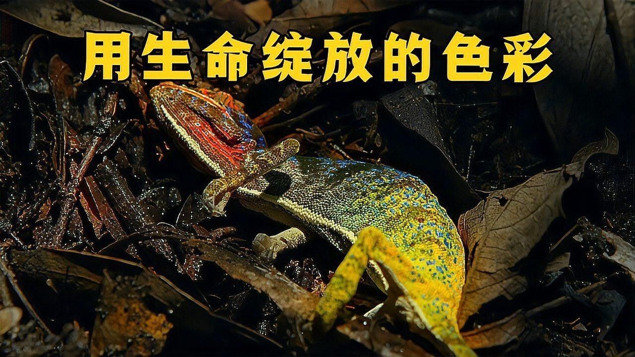火焰變色龍魚繁殖需要哪些設備？（變色龍的繁殖全過程，小生命誕生太可愛了）