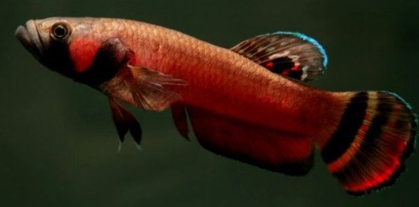 火焰變色龍魚繁殖需要哪些設備？（變色龍的繁殖全過程，小生命誕生太可愛了）