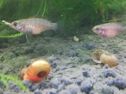 火焰變色龍魚繁殖需要哪些設備？（變色龍的繁殖全過程，小生命誕生太可愛了）