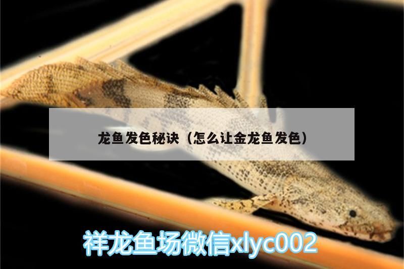 魟魚 龍魚發色秘訣(怎么讓金龍魚發色) 觀賞魚百科 龍魚發色秘訣(怎么讓金龍魚發色) 龍魚發色秘訣(怎么讓金龍魚發色) 觀賞魚百科