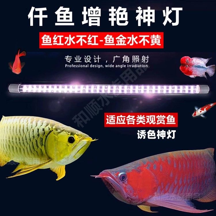 紅龍魚需要多大的魚缸（養紅龍魚魚缸多大合適）