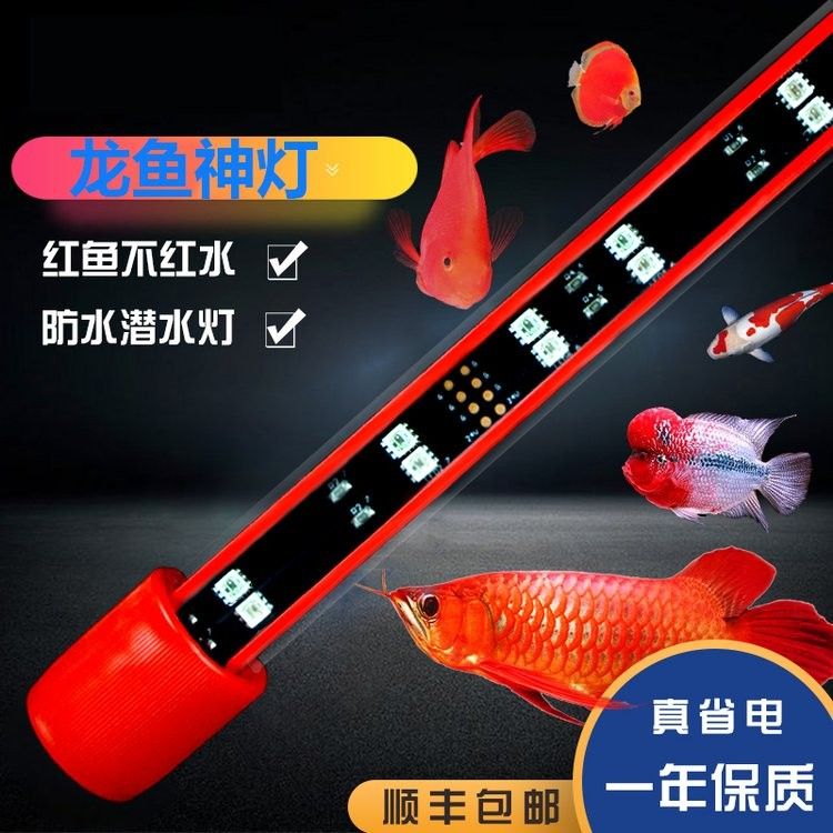 紅龍魚需要多大的魚缸（養紅龍魚魚缸多大合適）