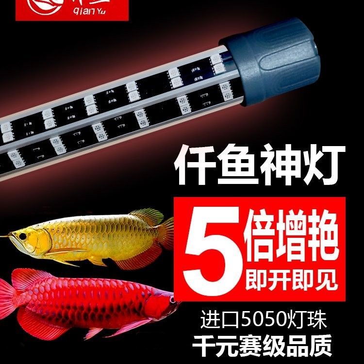 紅龍魚需要多大的魚缸（養紅龍魚魚缸多大合適）