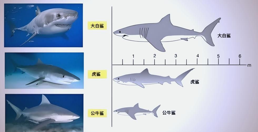 混養(yǎng)虎鯊和龍魚需要哪些遮蔽物？（養(yǎng)虎鯊和龍魚時(shí)需要為這兩種魚類提供合適的遮蔽物）