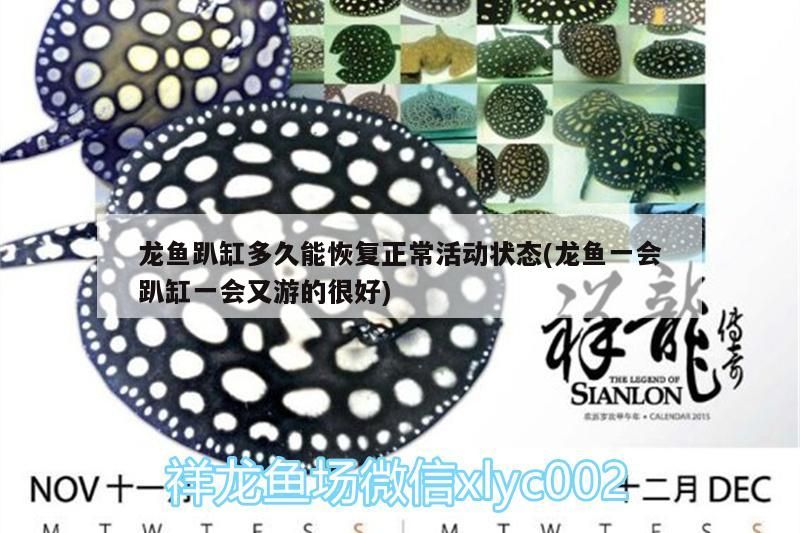 龍魚趴缸多久能恢復(fù)正常活動(dòng)狀態(tài)(龍魚一會(huì)趴缸一會(huì)又游的很好) 龍魚趴缸多久能恢復(fù)正常活動(dòng)狀態(tài)(龍魚一會(huì)趴缸一會(huì)又游的很好) 觀賞魚百科
