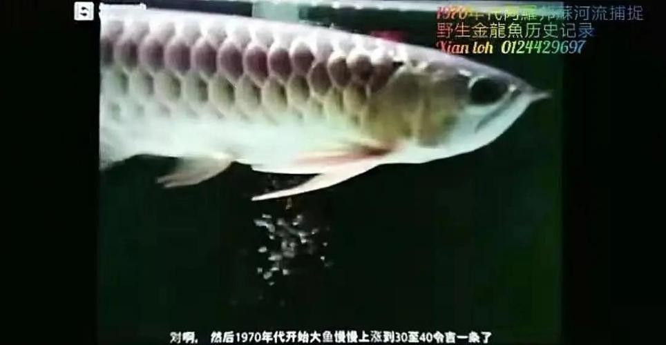 如何挑選一條健康的過(guò)背金龍魚（如何挑選健康的過(guò)背金龍魚）
