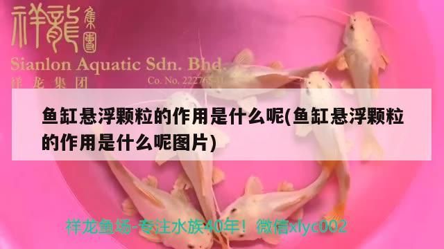 魚缸懸浮顆粒的作用是什么呢(魚缸懸浮顆粒的作用是什么呢圖片)（魚缸懸浮顆粒的作用是什么）