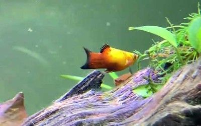 觀賞魚值錢的有哪些魚（關于名貴觀賞魚的一些認識）