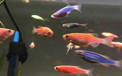 觀賞魚值錢的有哪些魚（關于名貴觀賞魚的一些認識）