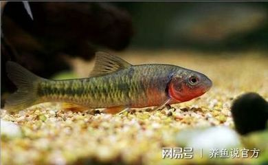 觀賞魚值錢的有哪些魚（關于名貴觀賞魚的一些認識）