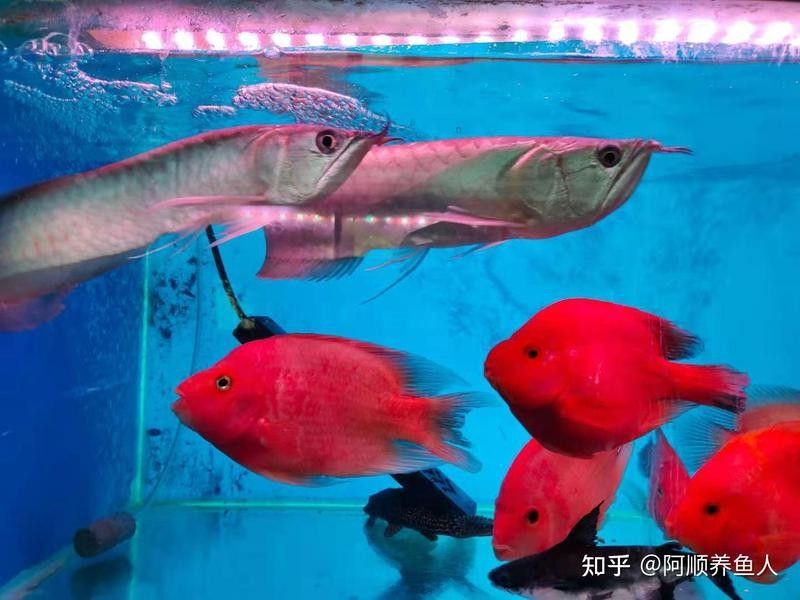 紅龍魚鰭發黑會自愈嗎（紅龍魚鰭發黑會自愈嗎紅龍魚鰭發黑會自愈嗎）