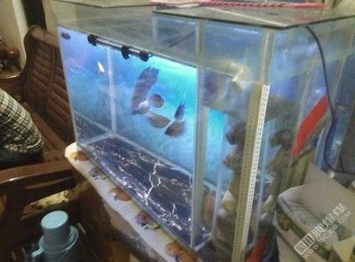 青島龍魚在哪賣的（青島龍魚專賣）（青島金龍羽龍魚專賣）