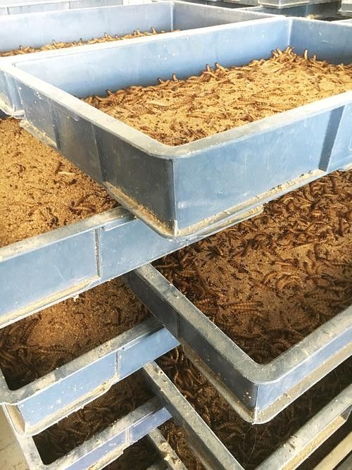 大麥蟲多久喂一次合適（大麥蟲喂食頻率取決于它們的年齡和健康狀況和健康狀況）