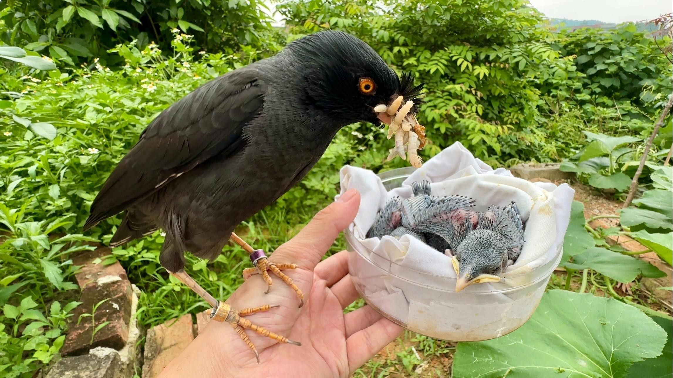大麥蟲多久喂一次合適（大麥蟲喂食頻率取決于它們的年齡和健康狀況和健康狀況）