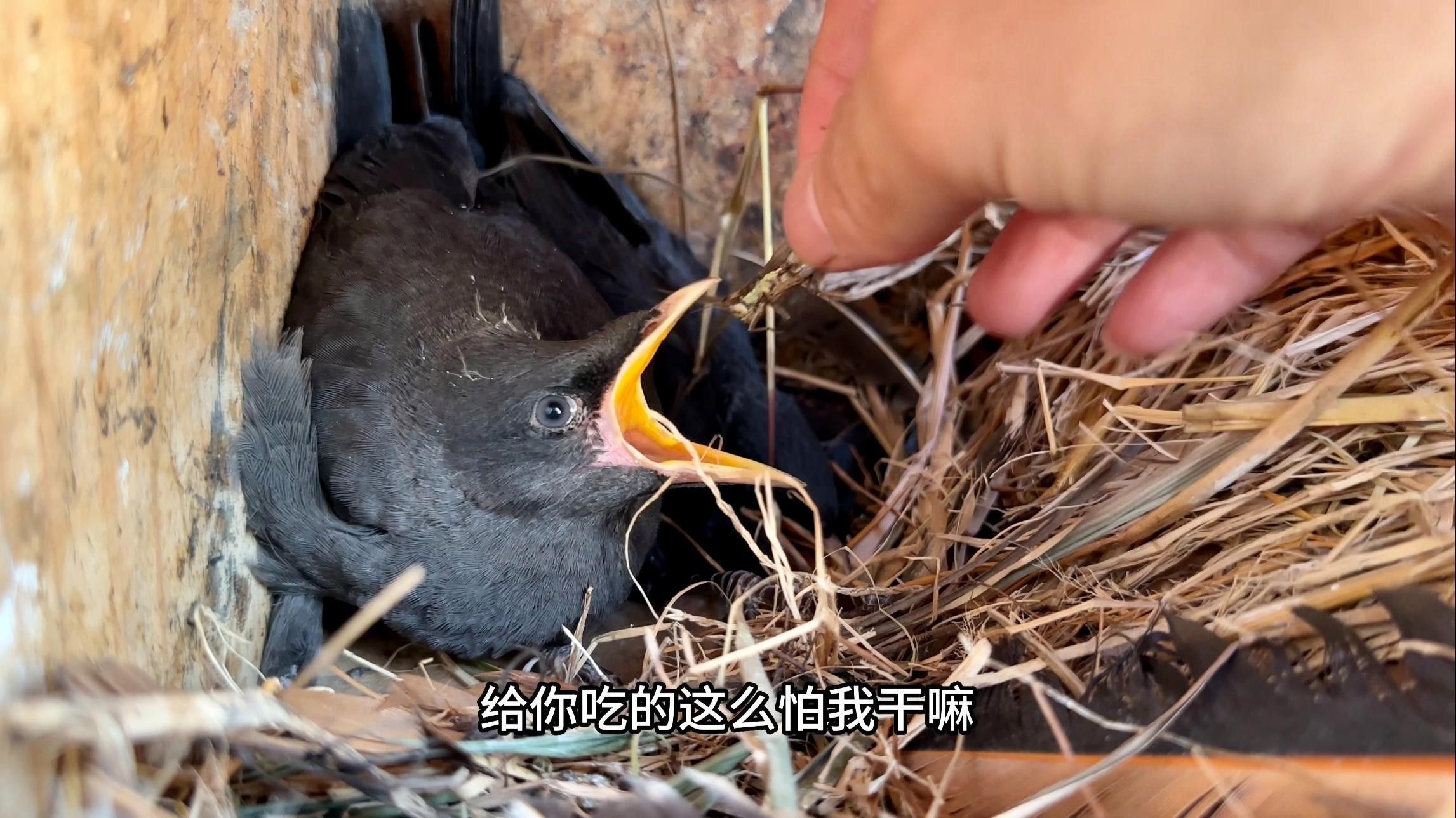 大麥蟲多久喂一次合適（大麥蟲喂食頻率取決于它們的年齡和健康狀況和健康狀況）