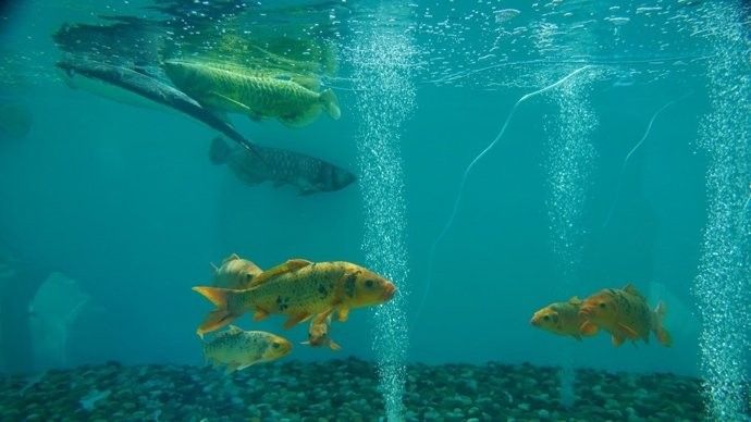 金龍魚仿生機器人未來有何發展規劃（金龍魚仿生機器人未來發展規劃）