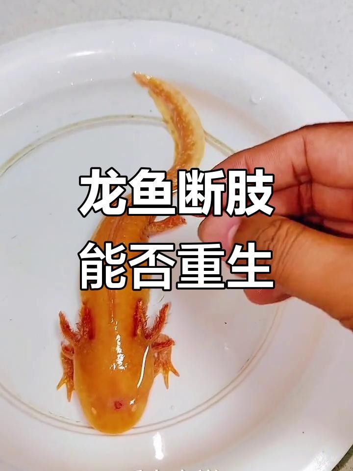 龍魚掉尾能自愈嗎（龍魚掉尾后多久開始再生新尾）