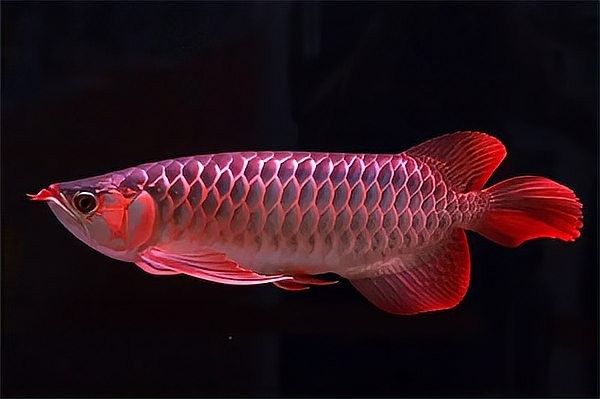 龍魚掉尾能自愈嗎（龍魚掉尾后多久開始再生新尾）