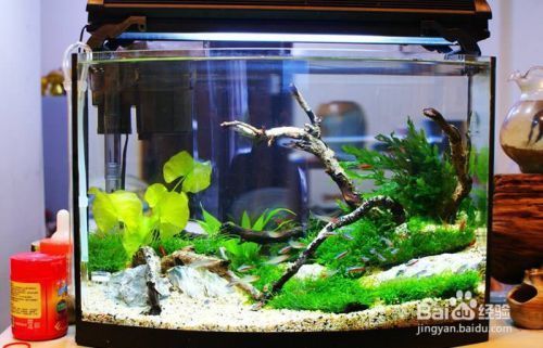 紅龍魚分幾種類型圖解（紅龍魚分幾種類型圖解大全）