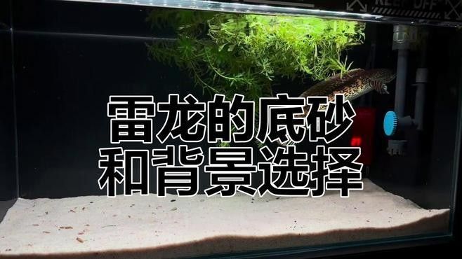 七彩雷龍魚發色需要多長時間（七彩雷龍魚的發色技術） 七彩雷龍魚發色需要多長時間（七彩雷龍魚的發色技術） 龍魚百科 第3張
