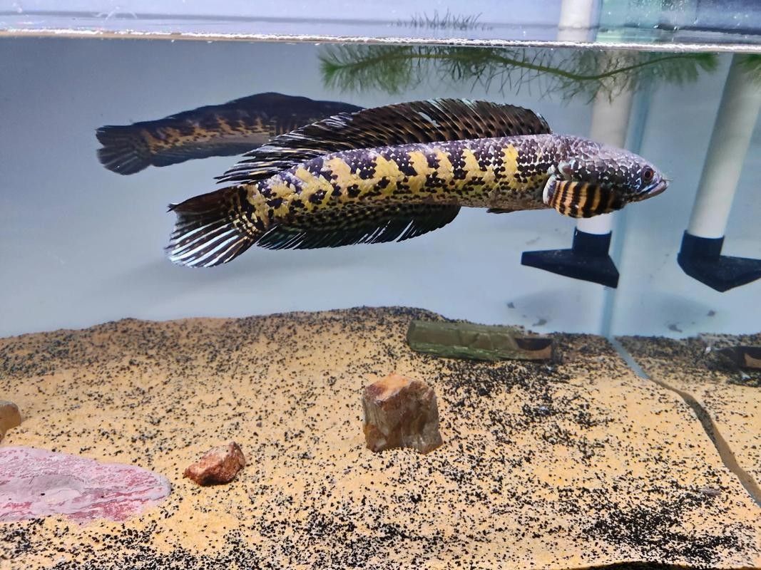 黃金雷龍魚(yú)繁殖時(shí)需要注意什么？（黃金雷龍魚(yú)繁殖時(shí)需要注意什么）