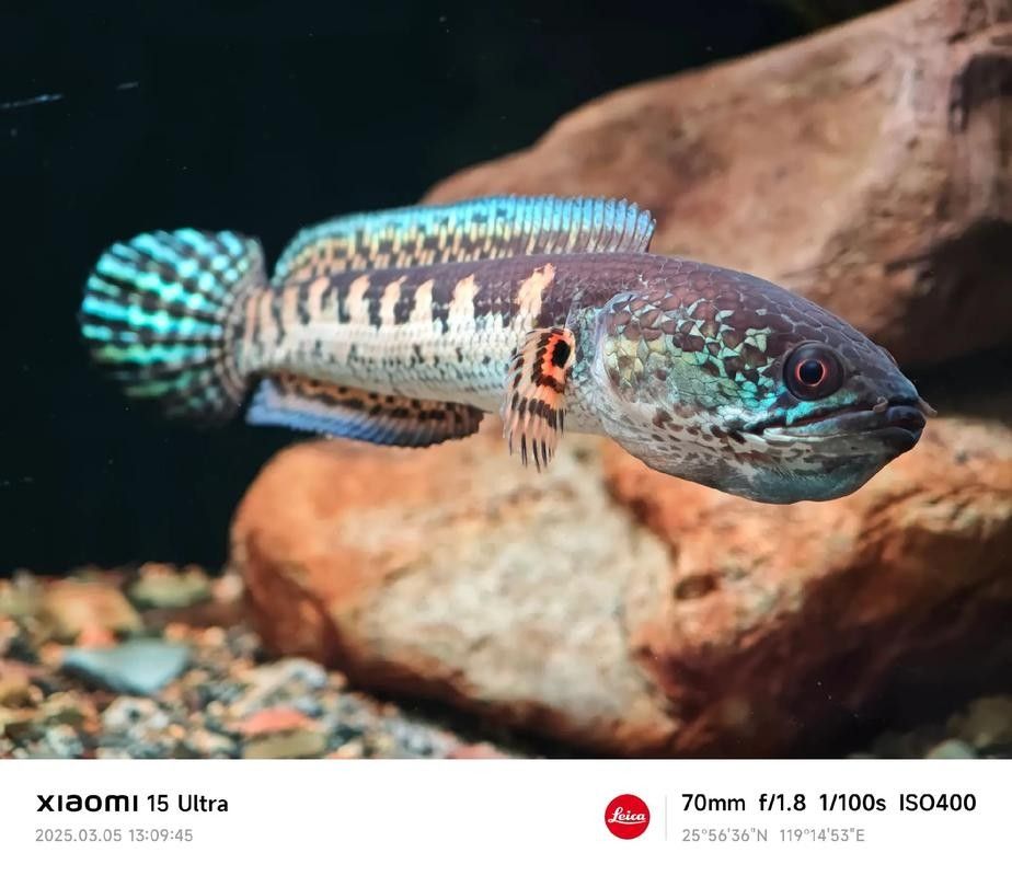黃金雷龍魚(yú)繁殖時(shí)需要注意什么？（黃金雷龍魚(yú)繁殖時(shí)需要注意什么）