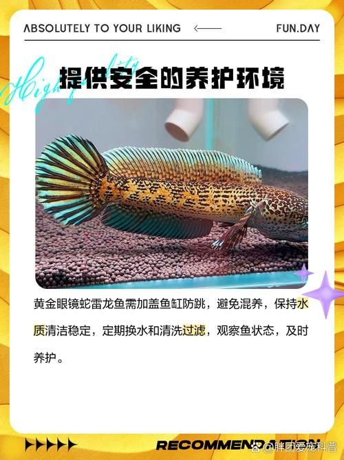 黃金雷龍魚(yú)繁殖時(shí)需要注意什么？（黃金雷龍魚(yú)繁殖時(shí)需要注意什么）