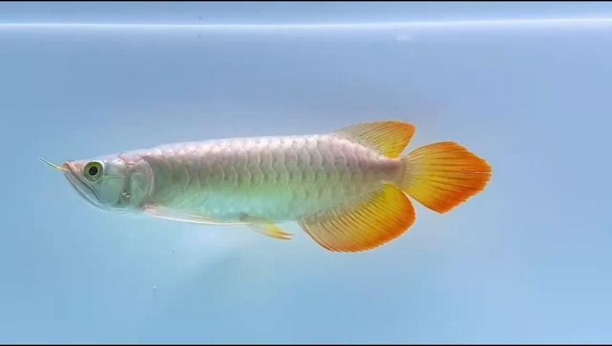 尼瑪哪個水族館龍魚好？祥龍魚場龍魚（北京地區(qū)優(yōu)質(zhì)龍魚水族館及祥龍魚場龍魚養(yǎng)殖場所）
