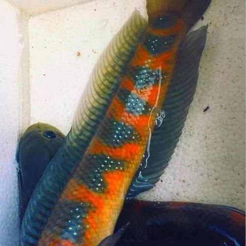 月鱧雷龍魚（月鱧雷龍魚中的珍珠赤存款機）