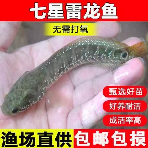 月鱧雷龍魚（月鱧雷龍魚中的珍珠赤存款機）