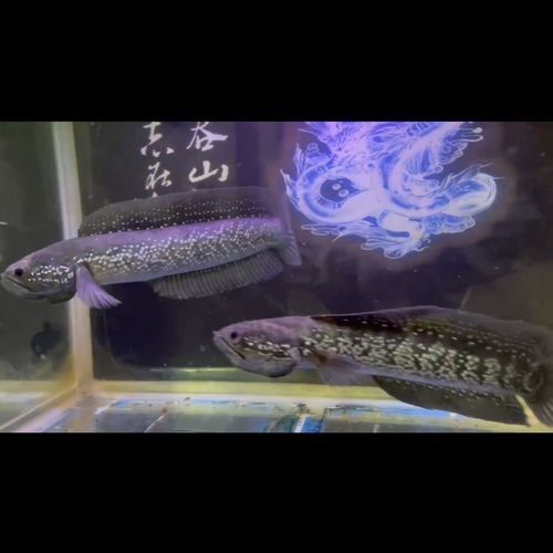 月鱧雷龍魚（月鱧雷龍魚中的珍珠赤存款機）