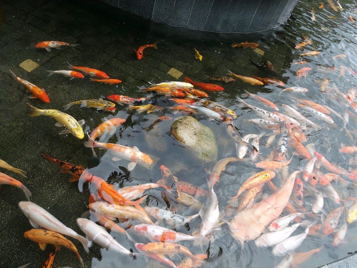 金龍魚(yú)底色多久能穩(wěn)定（金龍魚(yú)底色多久能穩(wěn)定，金龍魚(yú)底色穩(wěn)定后有哪些表現(xiàn)）