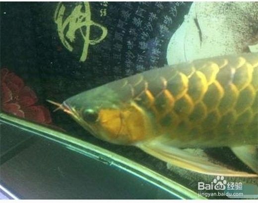 龍魚去缸底游如何治療