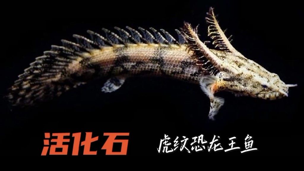 恐龍王魚品種（恐龍王魚是什么品種） 恐龍王魚品種（恐龍王魚是什么品種） 觀賞魚百科 第2張