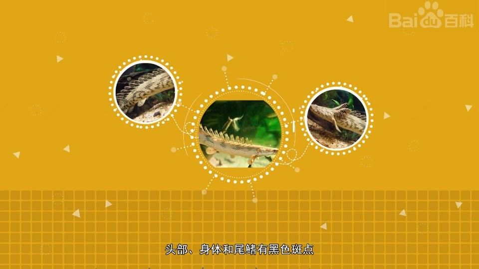 恐龍王魚品種（恐龍王魚是什么品種） 恐龍王魚品種（恐龍王魚是什么品種） 觀賞魚百科 第1張