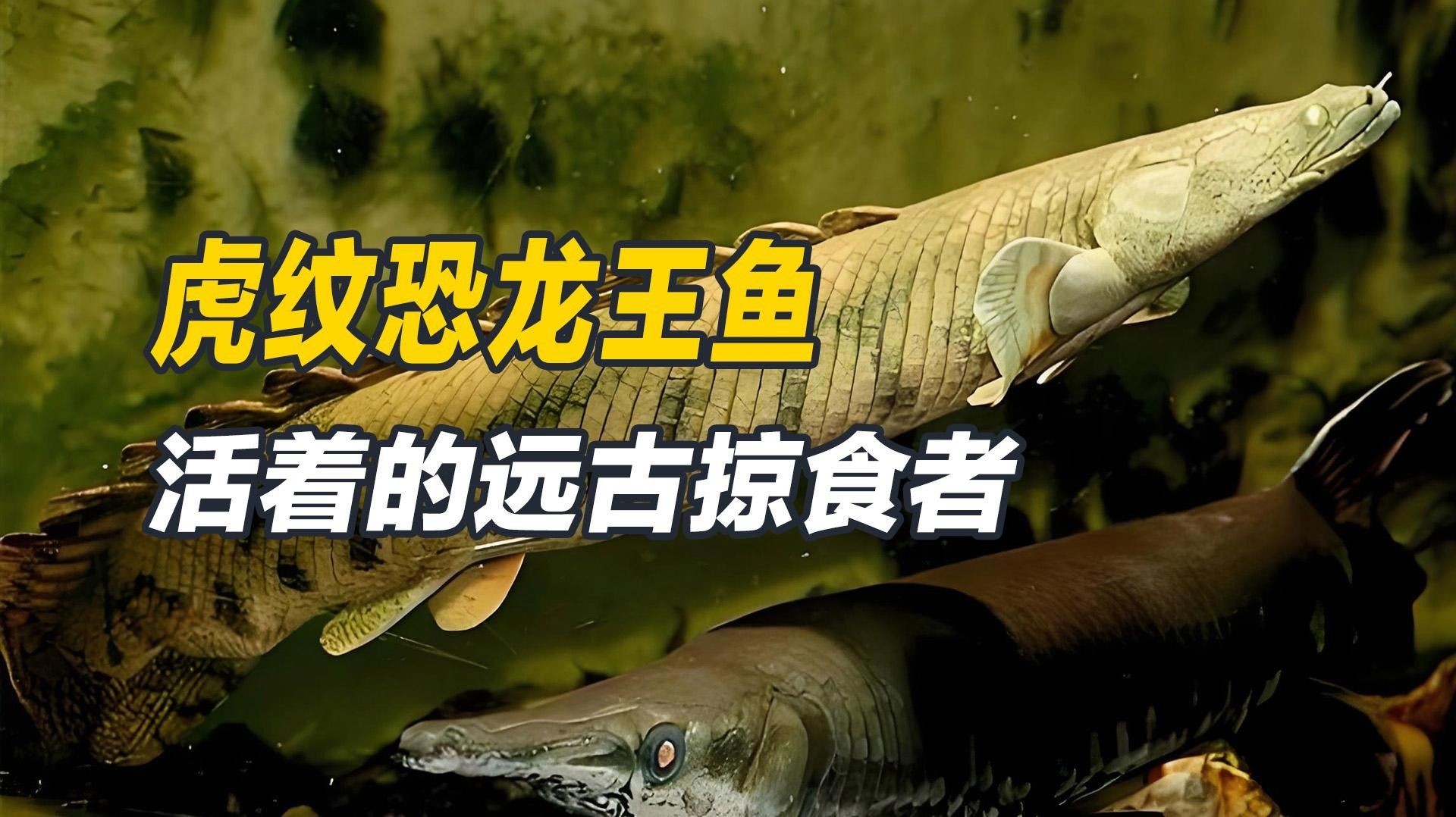 恐龍王魚品種（恐龍王魚是什么品種） 恐龍王魚品種（恐龍王魚是什么品種） 觀賞魚百科 第3張