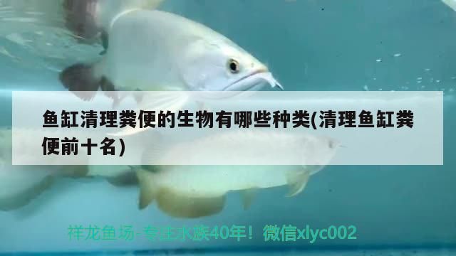 魚缸清理糞便的生物有哪些種類(清理魚缸糞便前十名)