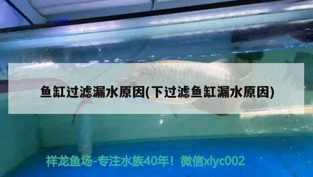 廣州賣龍魚地址在哪里廣州賣龍魚地址在哪里呀，廣州賣龍魚地址在哪里呀
