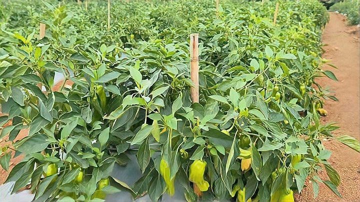紅龍辣椒的種植方法（種植紅龍辣椒的簡(jiǎn)單方法）