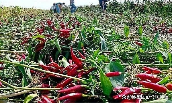 紅龍辣椒的種植方法（種植紅龍辣椒的簡(jiǎn)單方法）