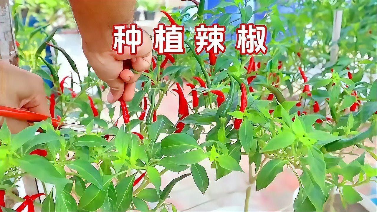 紅龍辣椒的種植方法（種植紅龍辣椒的簡(jiǎn)單方法）