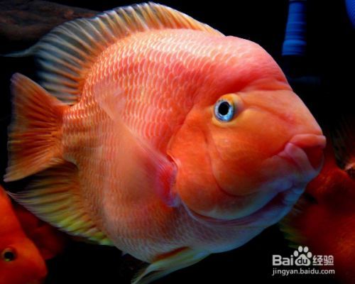 紅龍魚(yú)為啥這么貴：為什么紅龍魚(yú)這么貴？